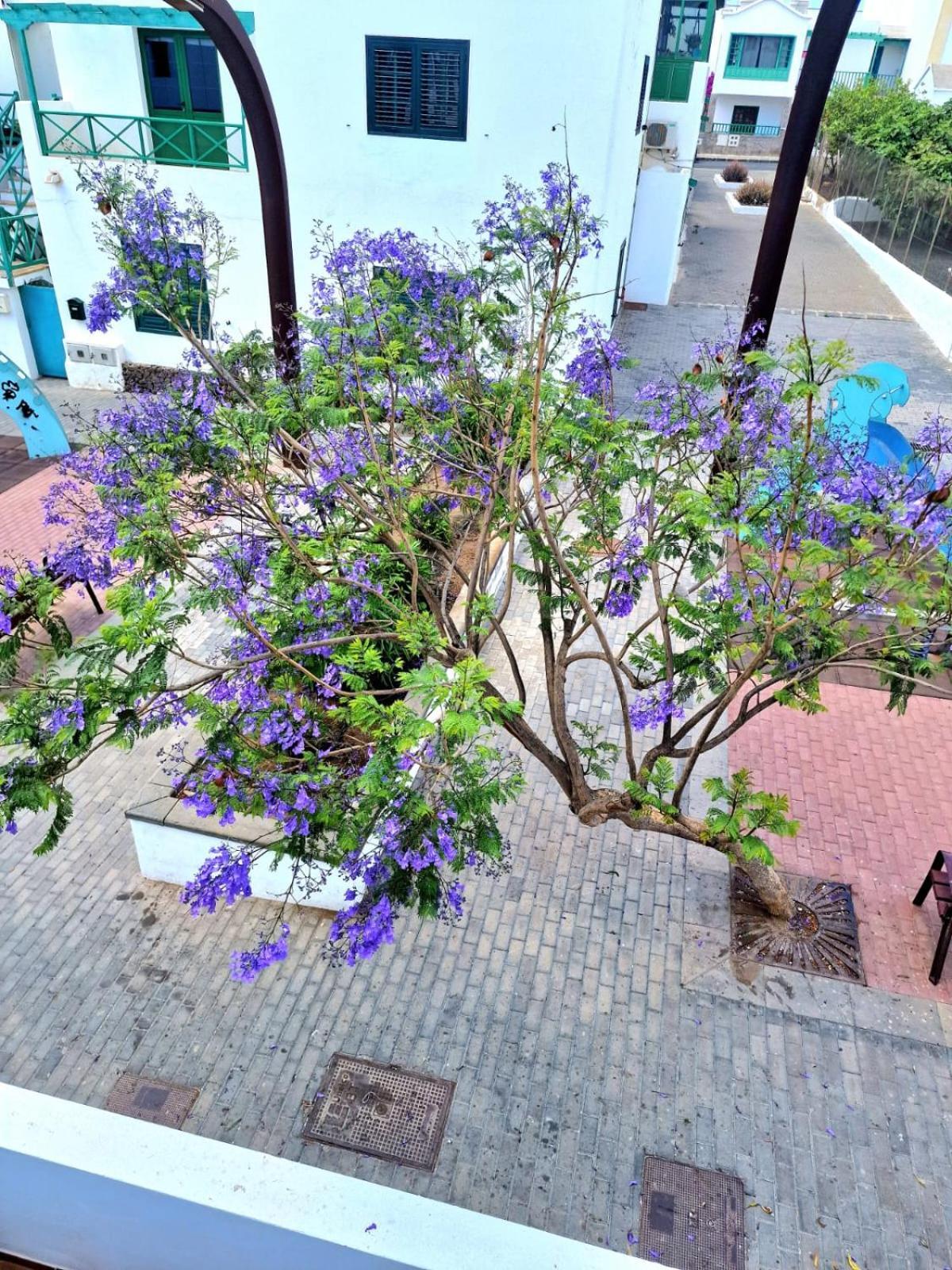 Apartamento Margarita Playa Blanca  Bagian luar foto